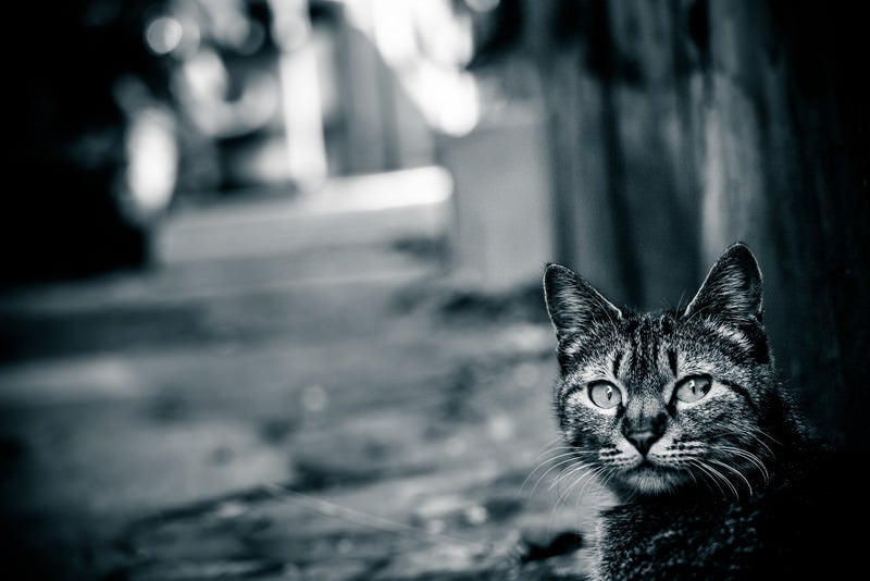 異世界への猫の案内人の写真