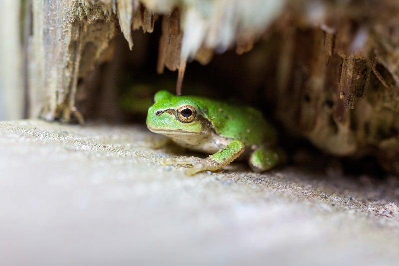木陰に隠れるアマガエルの写真