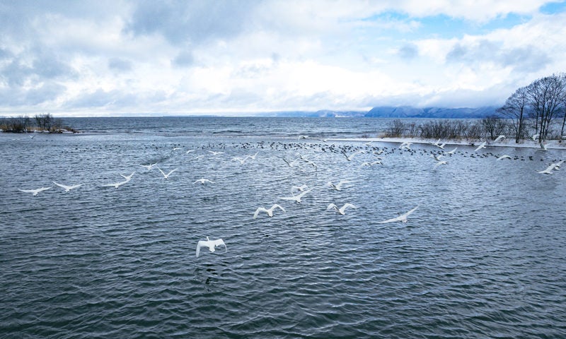 冬の鬼沼ワンドから飛び立つ白鳥の写真