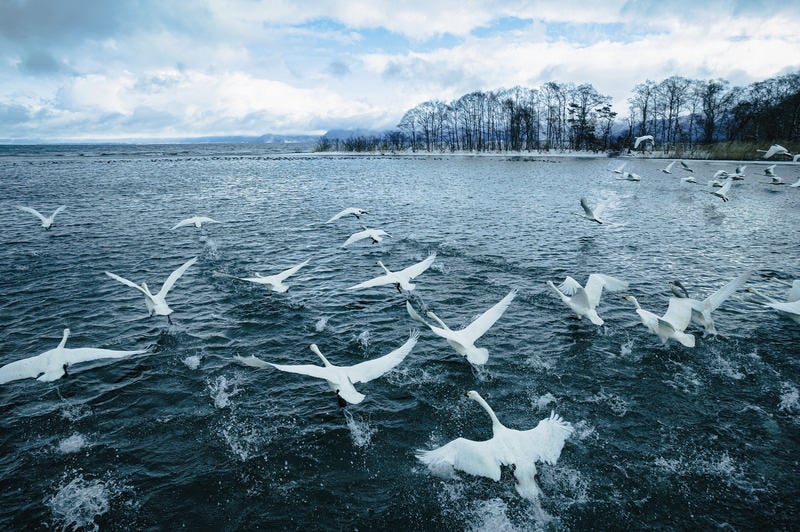 水面を飛び立つ白鳥の群れの写真