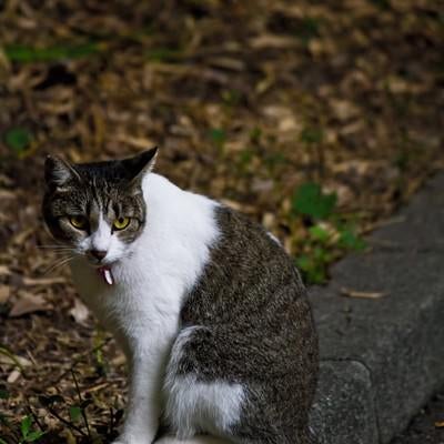 縁石に座る猫の写真