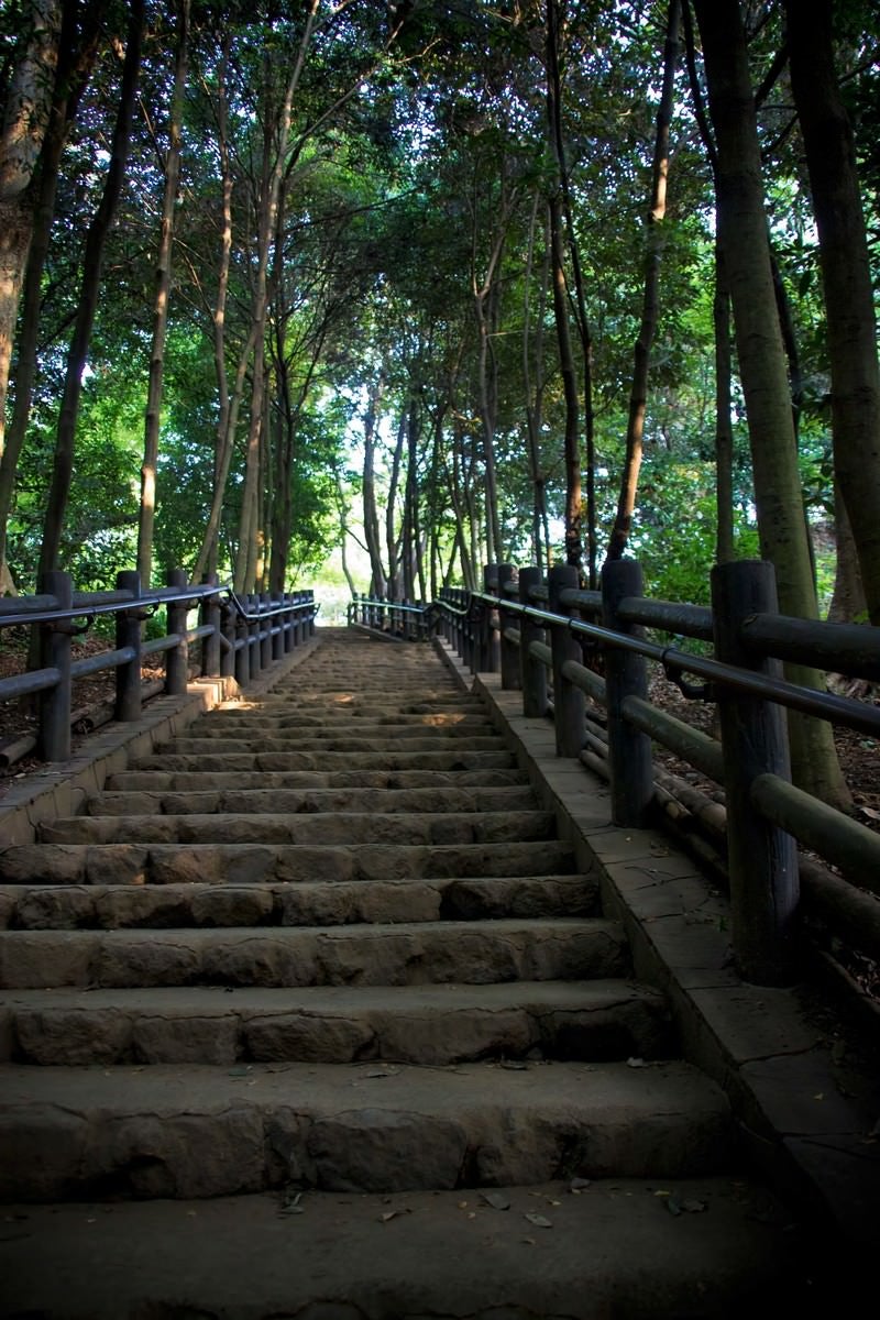 公園の上り階段の写真