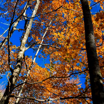 紅葉と青空の恵那山（えなさん）の写真