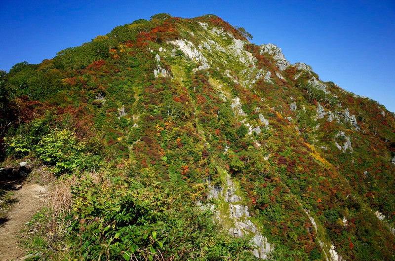 紅葉の小朝日岳を見上げる（大朝日岳）の写真