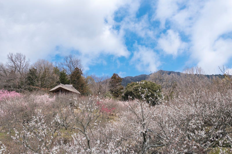 梅林の社と筑波山の写真