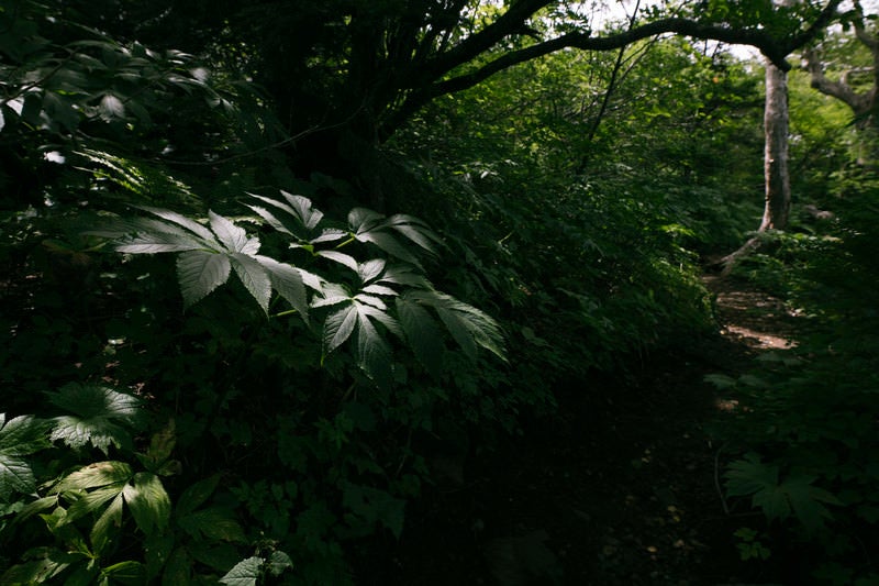 木漏れ日に浮かび上がる草木と登山道（岩手山）の写真