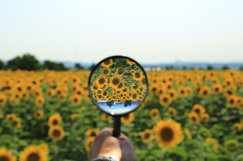 虫メガネ越しのひまわり畑の写真