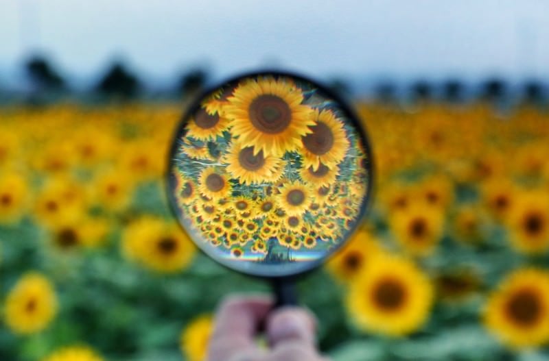 ひまわり畑を覗く虫メガネの斬新な使用方法の写真