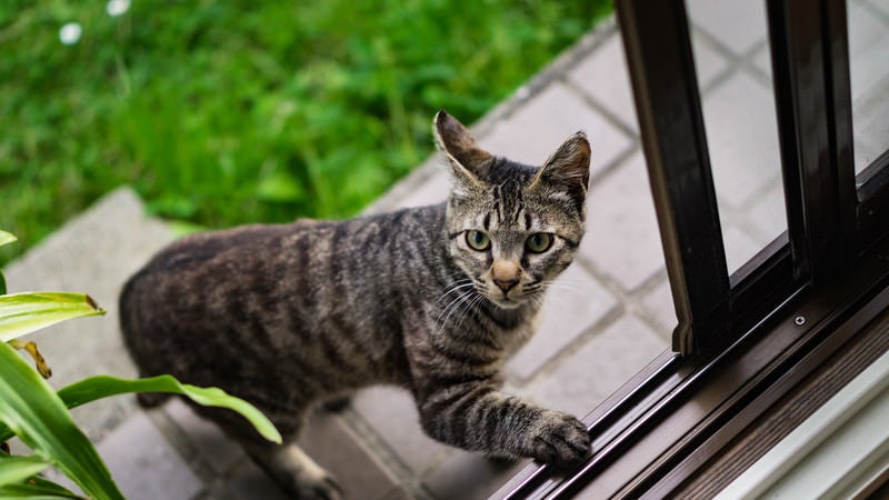 恐る恐る家の中に入ろうとする猫の写真