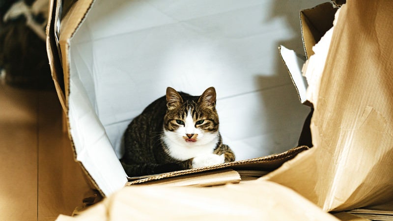 破かれたダンボールの中で落ち着いた表情を見せる猫の写真