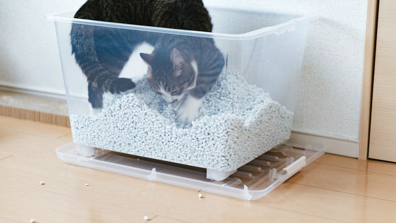 猫砂で荒ぶる猫さんの写真