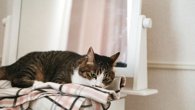 寝落ち寸前の猫の写真