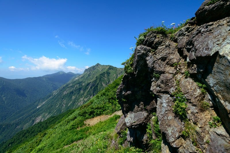岩肌にひっそりと咲く高山植物の写真