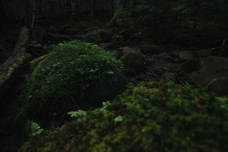苔生す岩場の岩（白駒の森）の写真