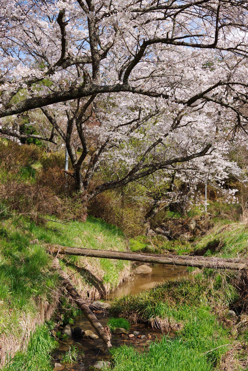 春が訪れる伊勢桜と小川の写真