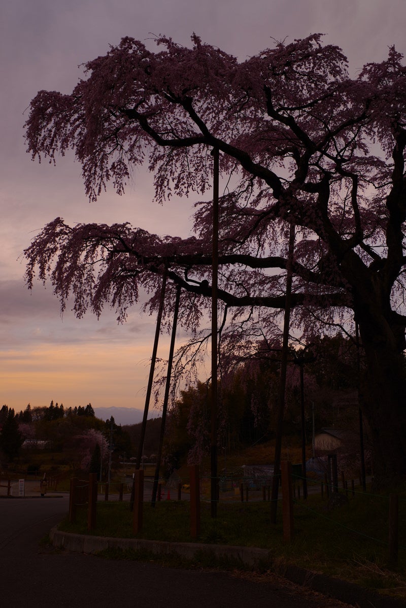「夕暮れの紅枝垂地蔵桜のシルエット」の写真