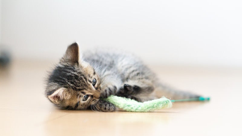 ねこじゃらしで戯れる子猫の写真