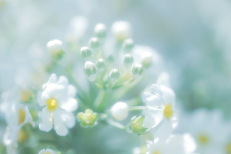 あわくはかない花の気持ちの写真