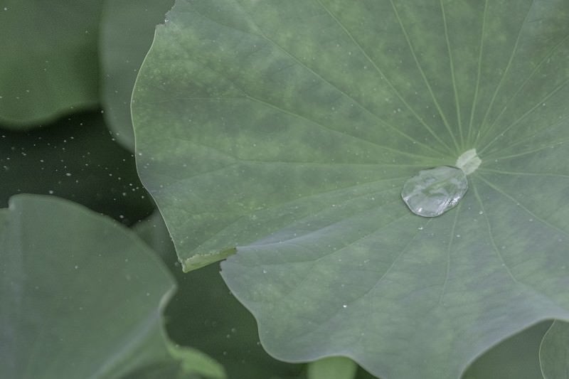 蓮の上の水滴の写真