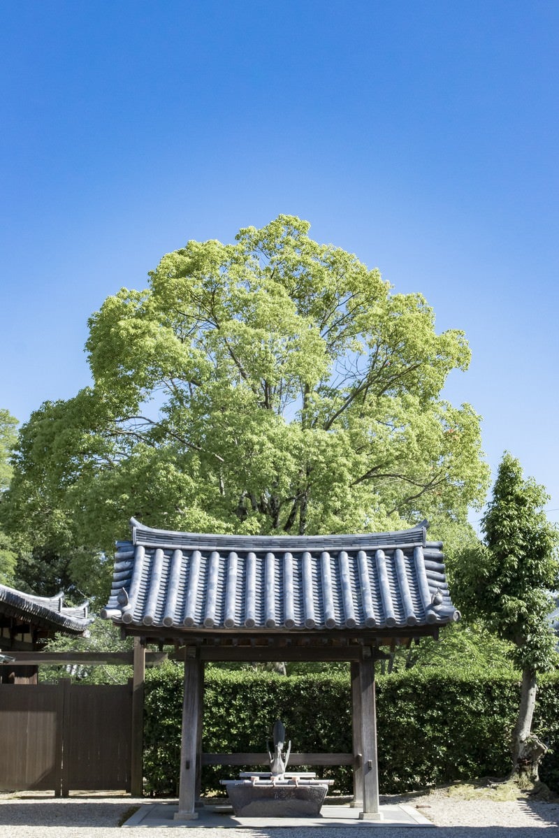 青空と手水舎手の写真