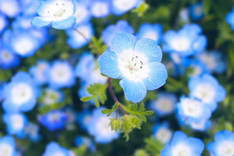 大きく花開くネモフィラの写真