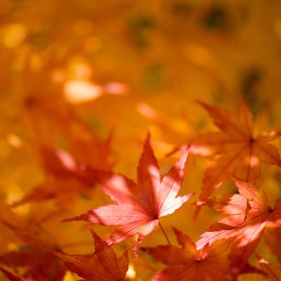 色づく紅葉の写真