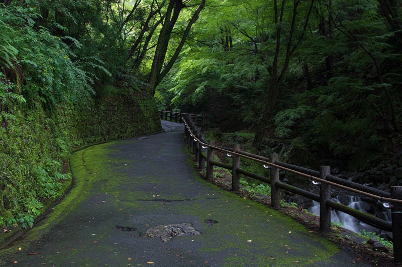 苔生す歩道沿いを流れる小川の写真