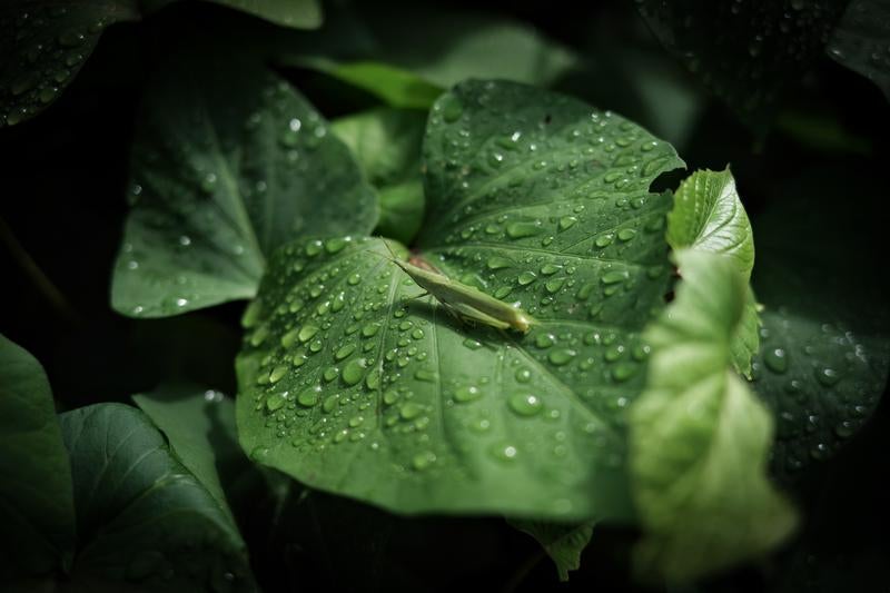 雨粒の葉とショウリョウバッタの写真