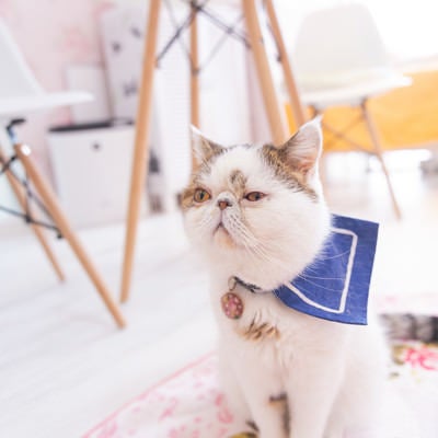 無関心を装い気になってしまう様子（猫）の写真