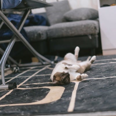 絨毯が猫の毛だらけの原因の写真