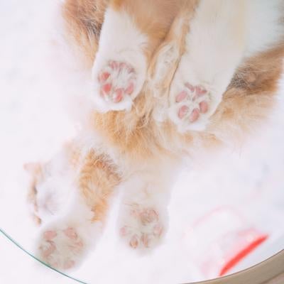 透明な台の下から猫の肉球を楽しむの写真