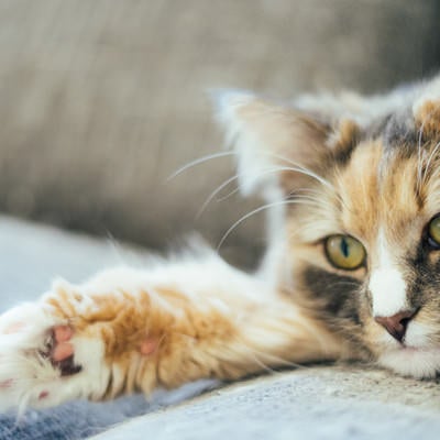 肉球猫の写真