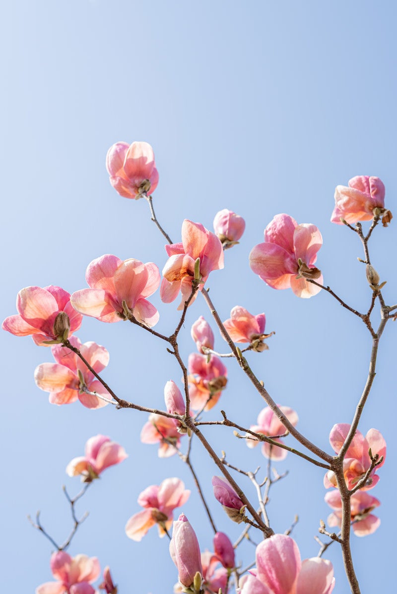 青空に向かって花を広げるマグノリアの写真