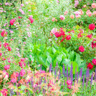 バラ園に咲く薔薇の写真