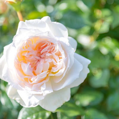 甘い香りのするバラの花の写真