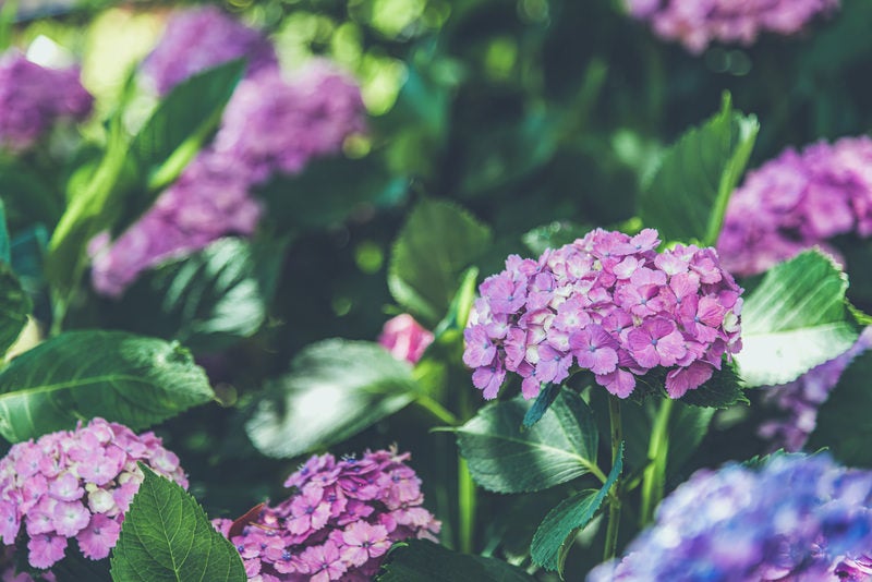 顔を並べる紫陽花の写真