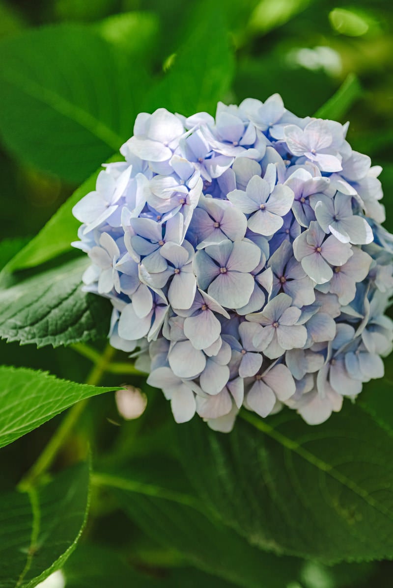 大きな紫陽花の写真