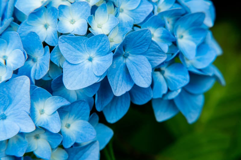装飾花の中心で開花を待つ紫陽花の写真