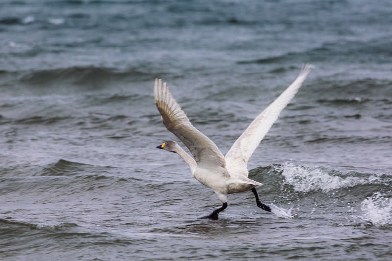 猪苗代湖から飛び立つ白鳥の旅の写真