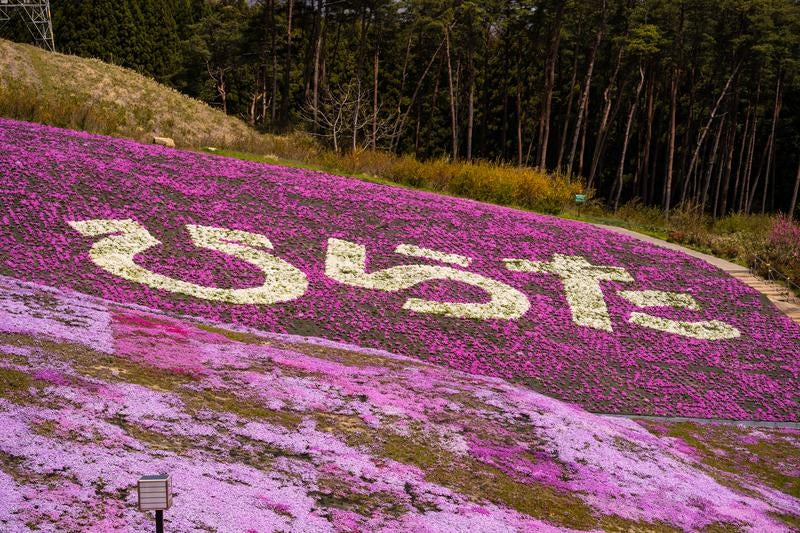 平田村の芝桜まつりの写真