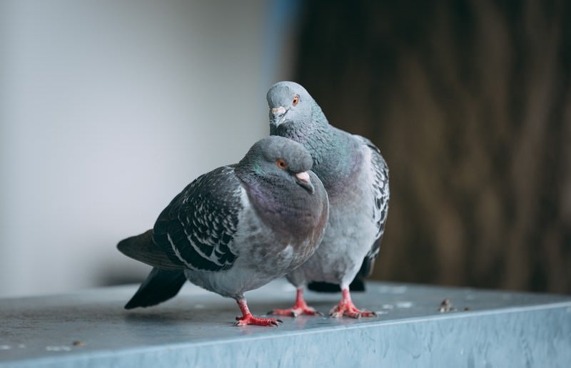 片足立ちで寝ている鳩を起こしに来た鳩の写真