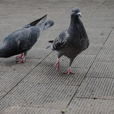 鳩が近寄ってきたの写真