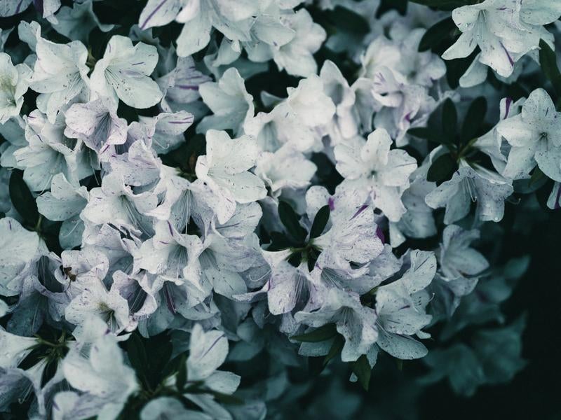 白ツツジの花の写真