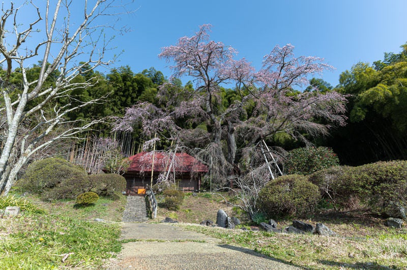 庵へと続く道と雪村桜の写真