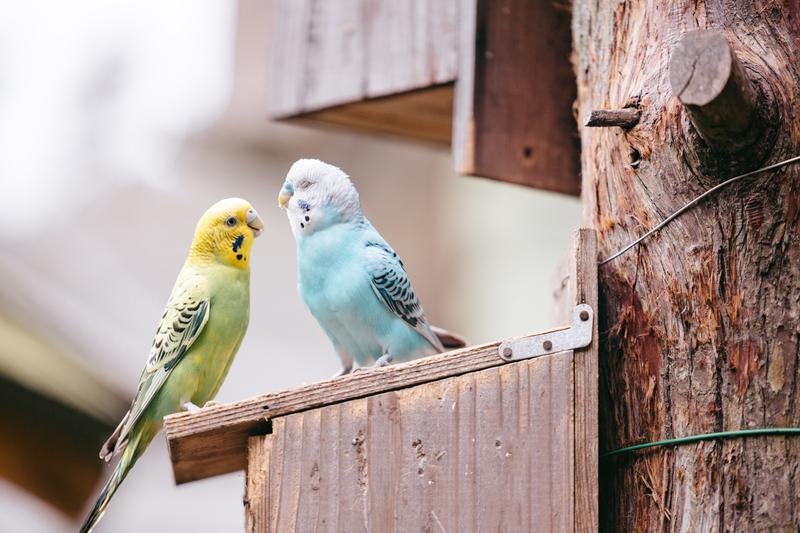 つぶらな瞳で可愛い黄色いセキセイインコの写真