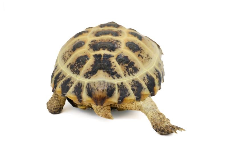 リクガメのおしりの写真