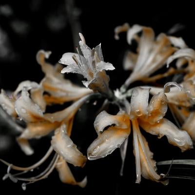水滴がついた白い曼珠沙華の写真