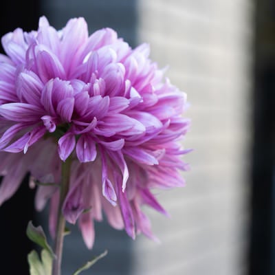 紫がかる菊の花の写真