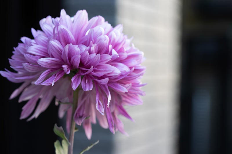 紫がかる菊の花の写真