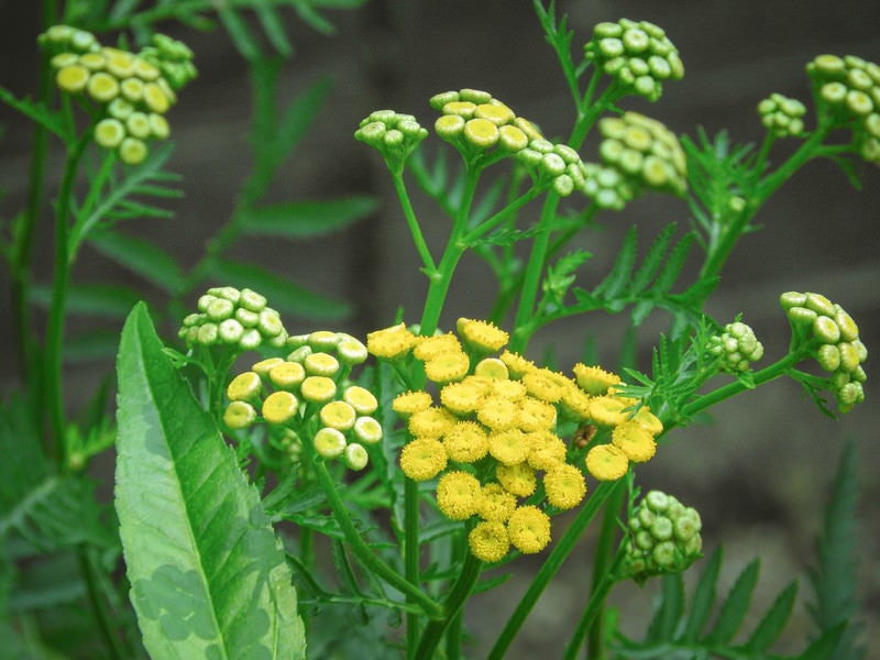 小粒の花を咲かせるタンジーの写真